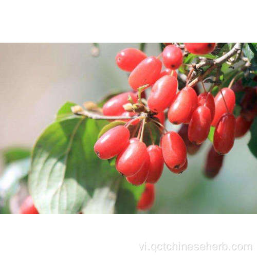 Dogwood chất lượng cao tự nhiên